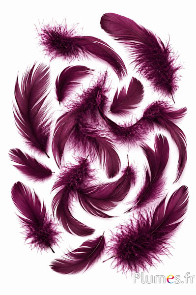 Gans - 4-6 cm - aubergine-kirsche